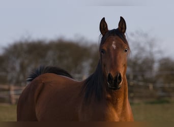 Koń czystej krwi arabskiej, Wałach, 4 lat, 152 cm, Gniada