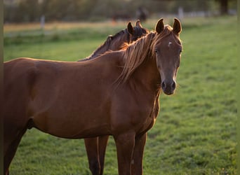 Koń czystej krwi arabskiej, Wałach, 4 lat, 155 cm, Kasztanowata