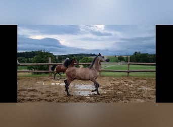 Koń czystej krwi arabskiej, Wałach, 4 lat, 155 cm, Siwa