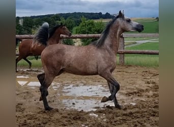 Koń czystej krwi arabskiej, Wałach, 4 lat, 155 cm, Siwa
