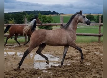 Koń czystej krwi arabskiej, Wałach, 4 lat, 155 cm, Siwa