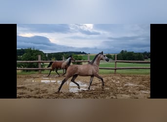 Koń czystej krwi arabskiej, Wałach, 4 lat, 155 cm, Siwa
