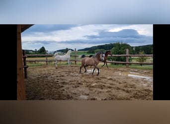 Koń czystej krwi arabskiej, Wałach, 4 lat, 155 cm, Siwa