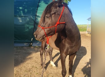 Koń czystej krwi arabskiej, Wałach, 4 lat, 156 cm, Kara