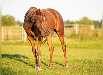 Koń czystej krwi arabskiej, Wałach, 4 lat, 156 cm, Kasztanowata