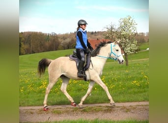 Koń czystej krwi arabskiej, Wałach, 4 lat, 156 cm, Siwa w hreczce