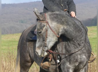 Koń czystej krwi arabskiej, Wałach, 4 lat, 158 cm, Siwa