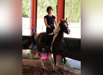 Koń czystej krwi arabskiej, Wałach, 4 lat, 158 cm, Tobiano wszelkich maści