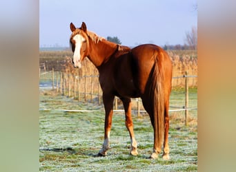 Koń czystej krwi arabskiej, Wałach, 4 lat, 160 cm, Kasztanowata