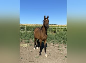 Koń czystej krwi arabskiej, Wałach, 5 lat, 154 cm, Gniada