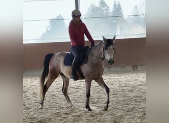 Koń czystej krwi arabskiej, Wałach, 5 lat, 154 cm, Siwa