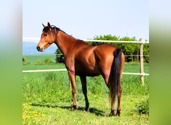 Koń czystej krwi arabskiej, Wałach, 5 lat, 155 cm, Gniada