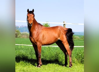 Koń czystej krwi arabskiej, Wałach, 5 lat, 155 cm, Gniada