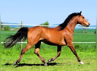Koń czystej krwi arabskiej, Wałach, 5 lat, 155 cm, Gniada