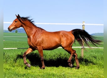 Koń czystej krwi arabskiej, Wałach, 5 lat, 155 cm, Gniada