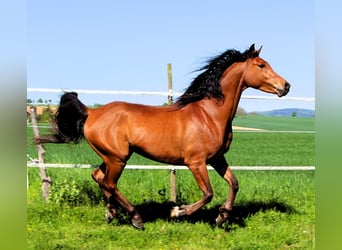 Koń czystej krwi arabskiej, Wałach, 5 lat, 155 cm, Gniada