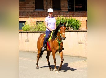 Koń czystej krwi arabskiej, Wałach, 5 lat, 155 cm, Gniada