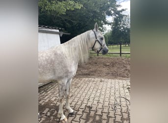 Koń czystej krwi arabskiej, Wałach, 5 lat, 156 cm, Siwa