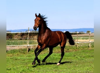Koń czystej krwi arabskiej, Wałach, 5 lat, 158 cm, Gniada