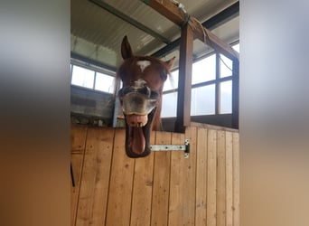 Koń czystej krwi arabskiej, Wałach, 6 lat, 150 cm, Cisawa