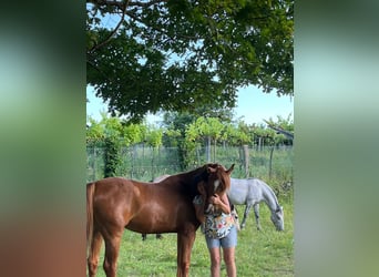 Koń czystej krwi arabskiej, Wałach, 6 lat, 150 cm, Cisawa