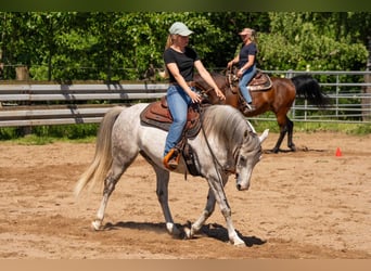 Koń czystej krwi arabskiej, Wałach, 6 lat, 150 cm, Siwa