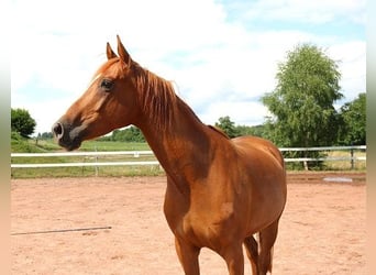 Koń czystej krwi arabskiej, Wałach, 6 lat, 156 cm, Kasztanowata