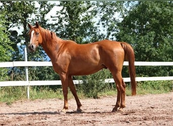 Koń czystej krwi arabskiej, Wałach, 6 lat, 156 cm, Kasztanowata