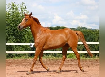Koń czystej krwi arabskiej, Wałach, 6 lat, 156 cm, Kasztanowata