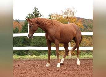 Koń czystej krwi arabskiej, Wałach, 6 lat, 157 cm, Rabicano