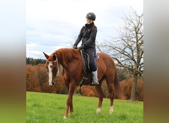 Koń czystej krwi arabskiej, Wałach, 6 lat, 157 cm, Rabicano