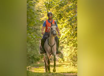 Koń czystej krwi arabskiej, Wałach, 6 lat, 157 cm, Siwa