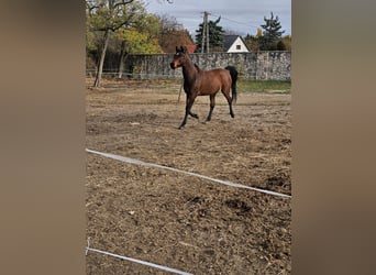 Koń czystej krwi arabskiej, Wałach, 6 lat, 162 cm, Ciemnogniada