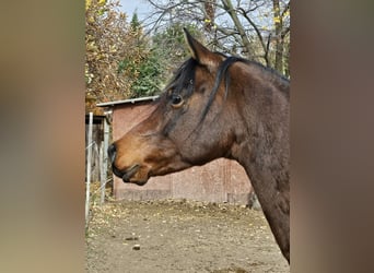 Koń czystej krwi arabskiej, Wałach, 6 lat, 162 cm, Ciemnogniada
