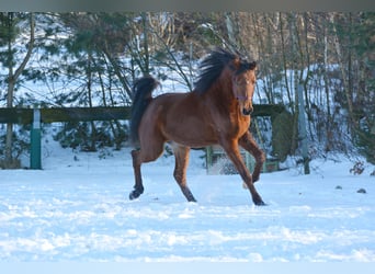 Koń czystej krwi arabskiej, Wałach, 6 lat, 163 cm, Gniada