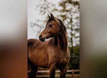 Koń czystej krwi arabskiej, Wałach, 6 lat, Gniada