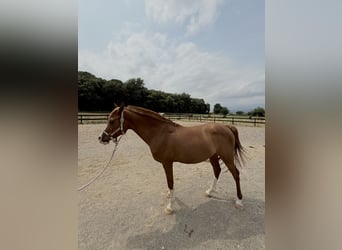 Koń czystej krwi arabskiej, Wałach, 8 lat, 146 cm, Kasztanowata