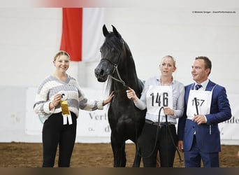 Koń czystej krwi arabskiej, Wałach, 9 lat, 154 cm, Kara