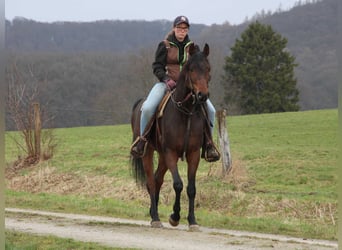 Koń czystej krwi arabskiej, Wałach, 9 lat, 155 cm, Ciemnogniada