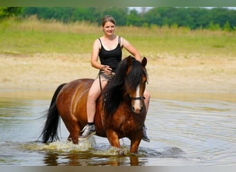 Koń czystej krwi arabskiej, Wałach, 9 lat, 155 cm, Gniada