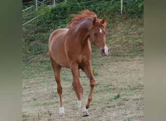 Koń czystej krwi arabskiej, Wałach, 9 lat, 158 cm, Kasztanowata