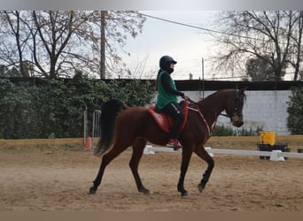 Koń czystej krwi arabskiej, Wałach, 10 lat, 154 cm, Gniada