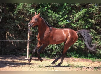 Koń czystej krwi arabskiej, Wałach, 10 lat, 154 cm, Gniada