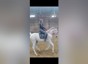 Koń czystej krwi arabskiej, Wałach, 10 lat, 155 cm, Siwa w hreczce