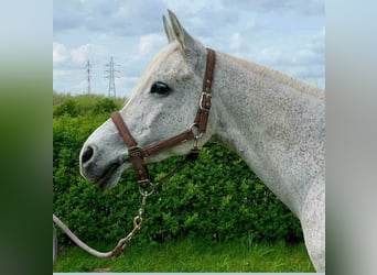 Koń czystej krwi arabskiej, Wałach, 10 lat, 155 cm, Siwa w hreczce