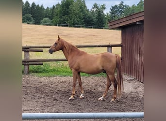 Koń czystej krwi arabskiej, Wałach, 10 lat, 157 cm, Kasztanowata