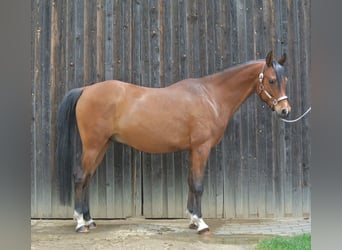 Koń czystej krwi arabskiej, Wałach, 10 lat, 160 cm