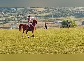 Koń czystej krwi arabskiej, Wałach, 11 lat, 150 cm, Ciemnokasztanowata