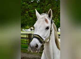 Koń czystej krwi arabskiej, Wałach, 12 lat, 152 cm, Siwa