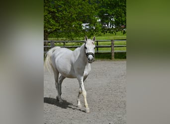 Koń czystej krwi arabskiej, Wałach, 12 lat, 152 cm, Siwa